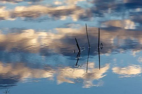 Plant;reflection;Blue;pond;Cloud;Mirror;grass;Patterns;Vegetation;Abstracts;Botanical;Abstraction;reflections;Clouds;Plants;White;Abstract;water;Vermont;Gray;Cloudy;New England;Sky;lake